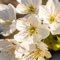 Cherry_Flower_Extract Featured Ingredient - L'Occitane