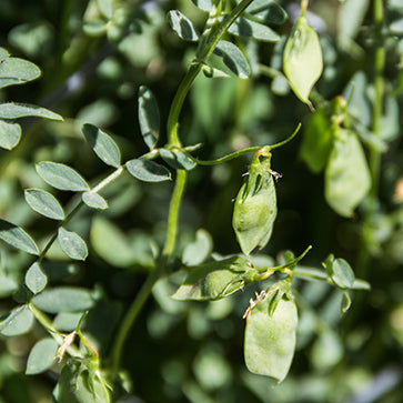 Featured Ingredient - L'Occitane