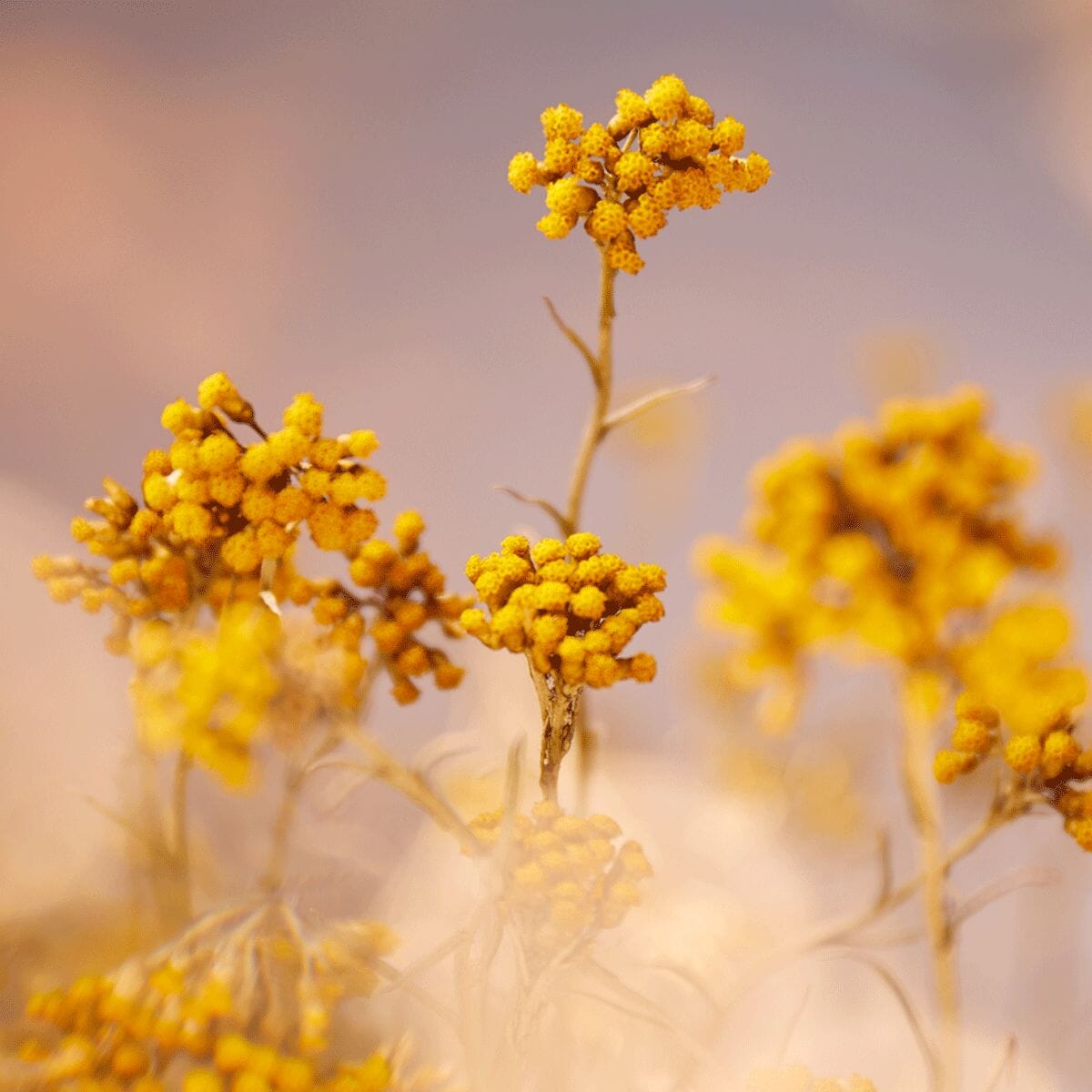 Šlamučių veido kremas „Precious“ Normal L'Occitane