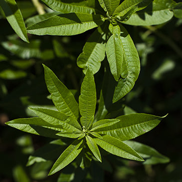  Featured Ingredient - L'Occitane